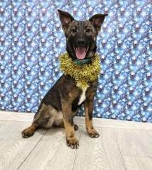 Молли Щенятник